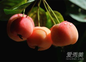 八棱海棠果，食用平安须知