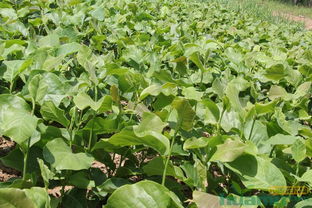 辛夷苗的神秘之旅