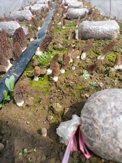 如何种植羊肚菌，实现高产