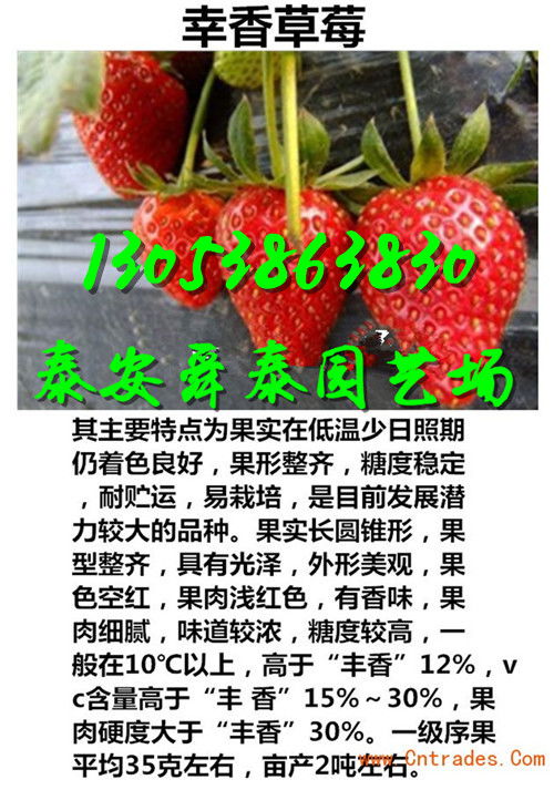 草莓苗生长的神秘药水探寻记