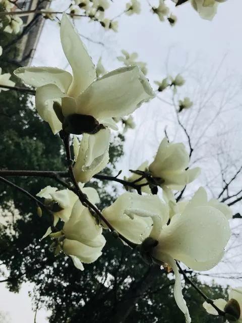 花瓣如银，花蕊似玉