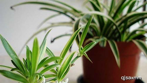 植物烂根土壤如何消毒？效果如何保证