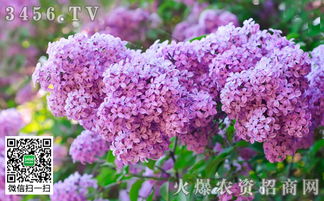 丁香花养护入门：让花朵绽放梗艳丽