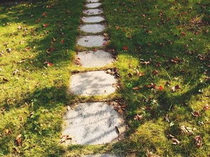 广场草花选种大揭秘