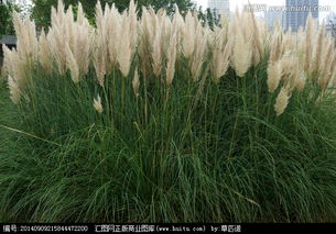 这张芦苇图片中，芦花像什么？能否用比喻句形容一下？