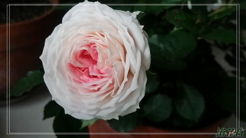 腮红门廊月季的优点：