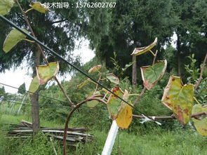 榕树烂根，土壤排水不畅