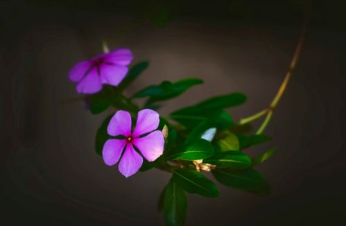 “根据离别的落花香，这花开花落的离别之旅