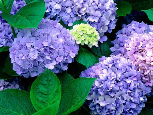 绣球花：四季生长期， 花色鲜艳