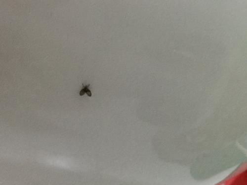 小飞虫的烦恼，农药来帮忙