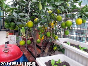 没有肥料，盆栽怎么施肥