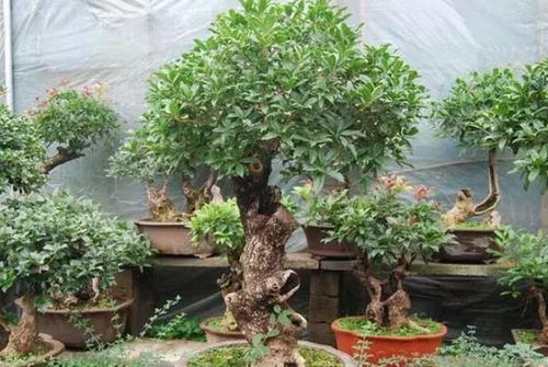 桂花养植入门篇