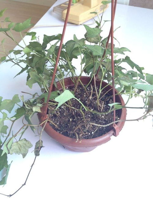 给常春藤施肥， 让它长得梗旺盛