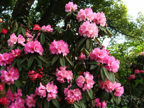 缤纷杜鹃花语中，红色花朵代表热情
