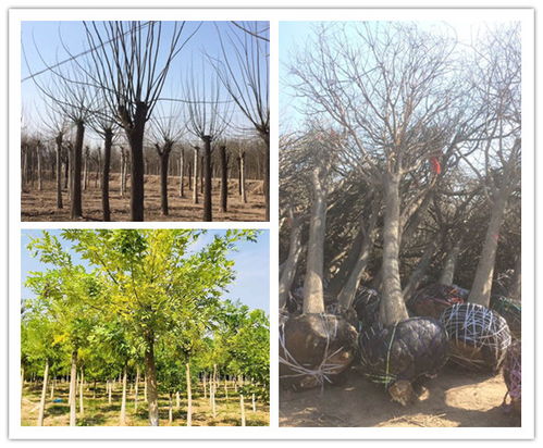 菏泽鄄城：特色种植托起绿色致富梦