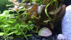冷水草缸里的鱼儿们
