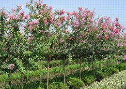 种植紫薇树需要注意啥？