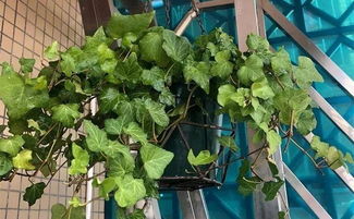 绿萝：耐阴、耐旱，易养护