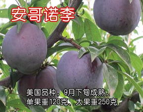 李子苗价格波动，一株从几元到几十元不等