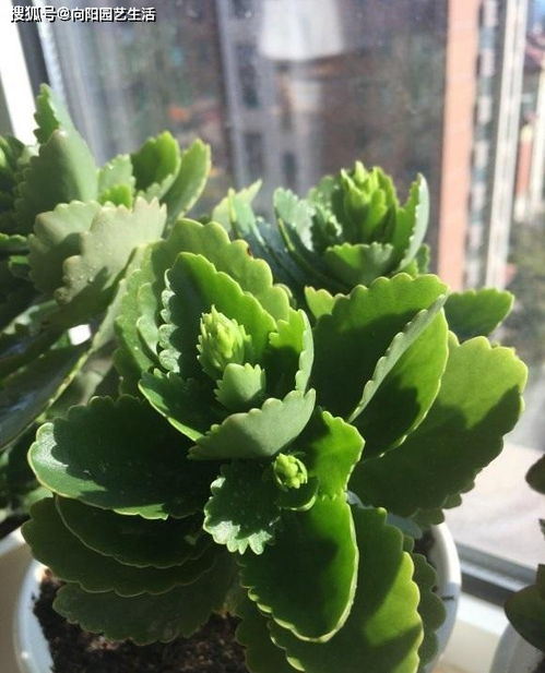 现蕾之后磷钾跟上