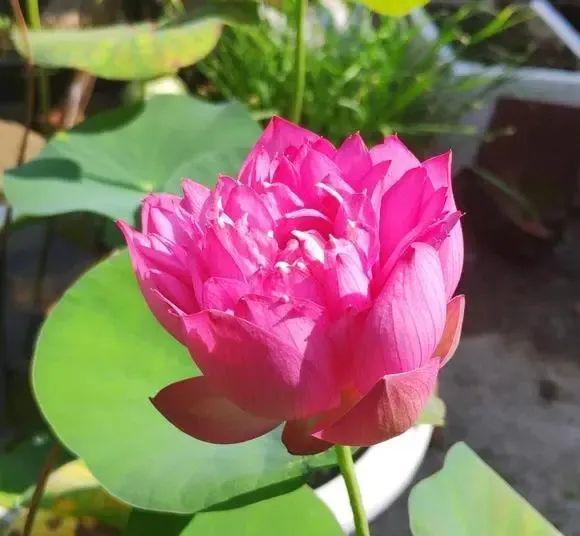 碗莲冬天可以种植吗？了解其生长习性和适宜种植季节