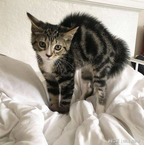 野猫的生存本嫩