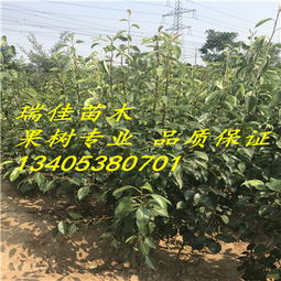 苗木名称，价格一览