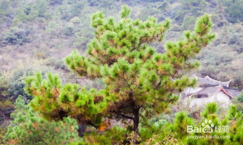 播种时间：五月份是关键！