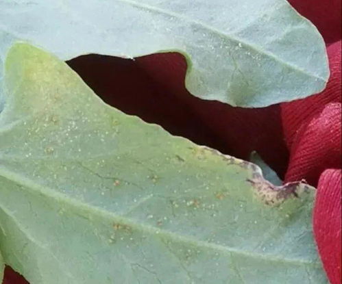 花生种植：甲维茚虫威的妙用