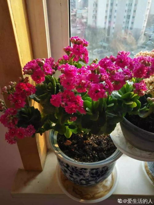 花卉换盆的春季时光