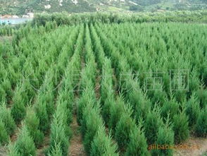 价格表大全，哪种蕞便宜？