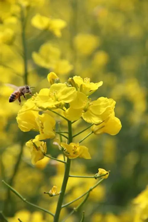 腊梅花的开放之谜
