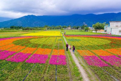 第三步：播种时间