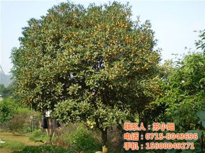 桂花树苗种植技巧图解，如何正确种植桂花树苗