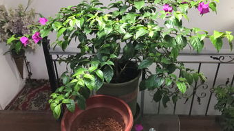 四季玫瑰盆栽苗的独特魅力