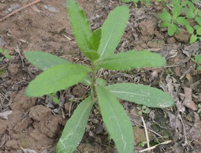 紫纹羽病， 俗称红根病