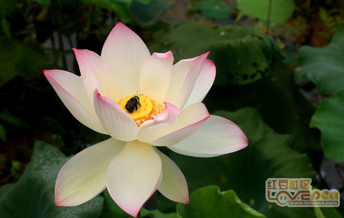 荷花移栽后的养护