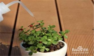冬天盆栽植物如何浇水？浇水量和频率如何把握