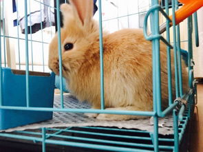 垂耳兔的饮食调配， 就像给花儿浇水一样