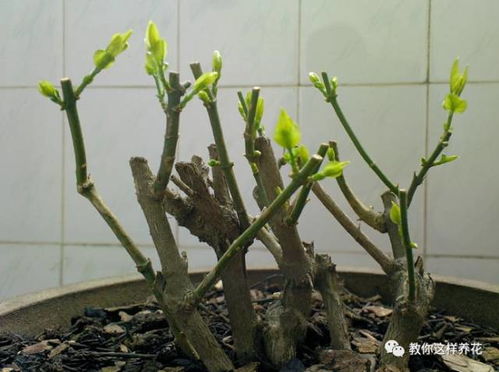 长寿花修剪：前半部分保留核心枝干