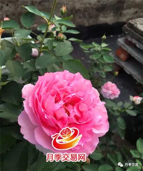 嫁接月季爆笋之谜：是蔷薇还是月季？