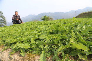1. 野草种类繁多， 养护难度大