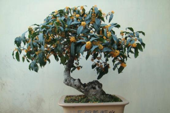 夏天给桂花换盆会影响生长吗？