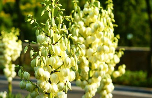 剑麻花语，盛开的希望