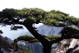 松树与人的关系