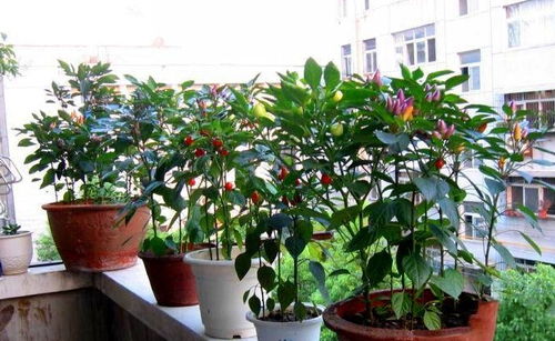 10种辣椒花卉种植技术，轻松打造绚丽花海