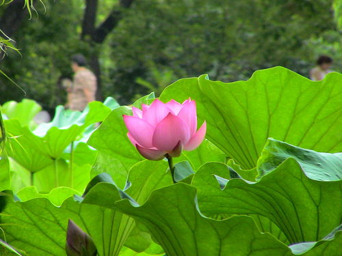 夏天种荷花，这些技巧要掌握