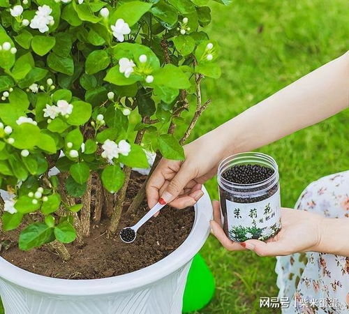 茉莉适合施什么肥料？哪种肥料对茉莉生长最有益