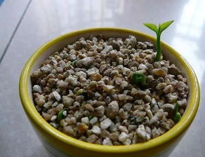 种子埋深与发芽时间的关系，老周直播教你算！