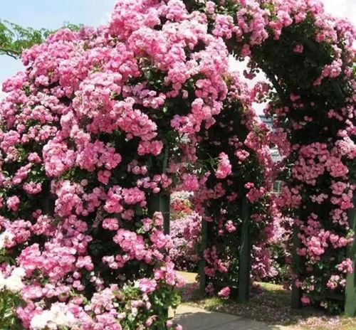 盆栽双色月季，颜色斑斓，你的花园里怎Neng缺少